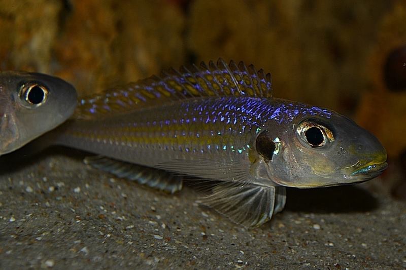 Xenotilapia sp. 'bathyphilus yellow' Isanga Bay